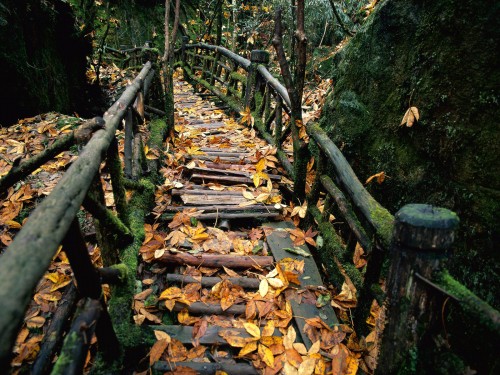 autumn bridge.jpg (793 KB)